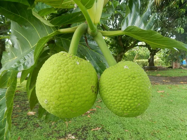 Bread_Live_Fruit_Plant_Hybrid,