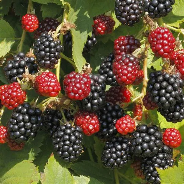 Thai_Variety_Blackberry_Live_Fruit_Plant_&_Tree_(1.5-3.5_Ft_Hight)_For_Your_Home_Gardening_(Hybrid,_Pack_Of_1)