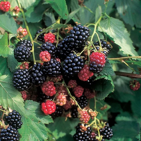 Thai_Variety_Blackberry_Live_Fruit_Plant_&_Tree_(1.5-3.5_Ft_Hight)_For_Your_Home_Gardening_(Hybrid,_Pack_Of_1)