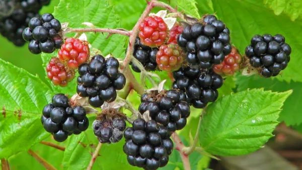 Thai_Variety_Blackberry_Live_Fruit_Plant_&_Tree_(1.5-3.5_Ft_Hight)_For_Your_Home_Gardening_(Hybrid,_Pack_Of_1)