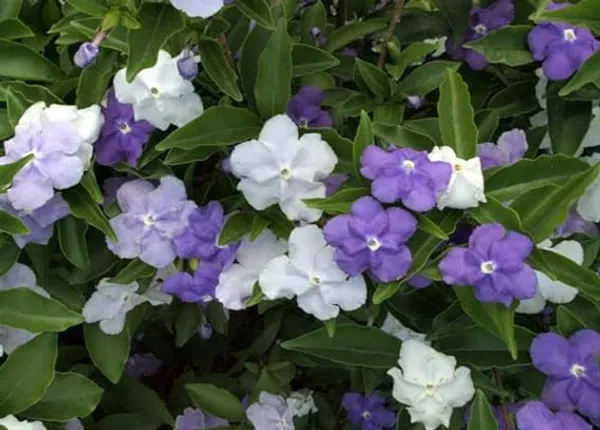 Brunfelsia_latifolia_Yesterday_Today_Tomorrow_Exotic_Rare_Flowering_Live_Plant_For_Your_Home_Decoration_&_Gardening_(Pack_Of_1)