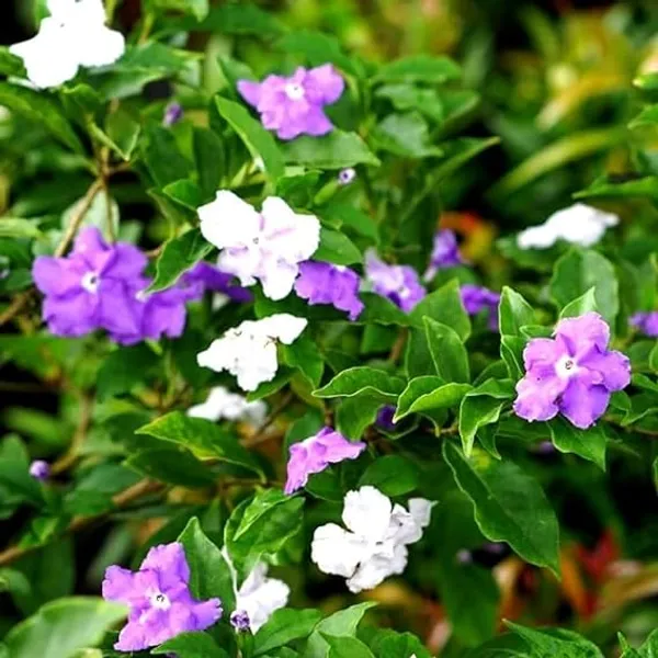 Brunfelsia_latifolia_Yesterday_Today_Tomorrow_Exotic_Rare_Flowering_Live_Plant_For_Your_Home_Decoration_&_Gardening_(Pack_Of_1)