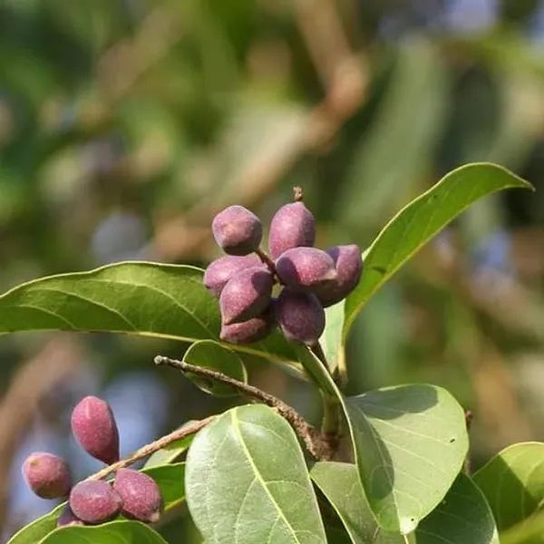 Haritaki_Live_Plant_kadukkai_podi_Terminalia_chebula_Air_Layered_Plant_Haritika,Haritaki,Myroblans,Terminalia_Chebula,_chebulic_Myrobalan_Kadukka