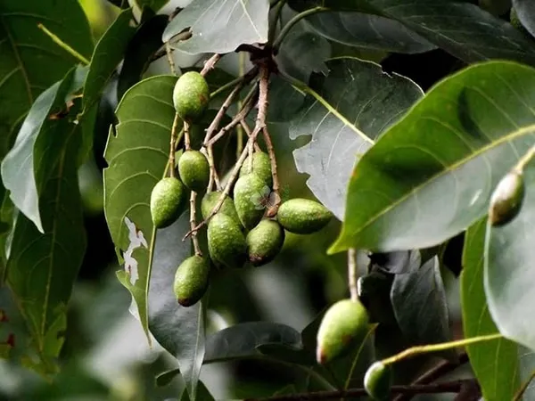 Haritaki_Live_Plant_kadukkai_podi_Terminalia_chebula_Air_Layered_Plant_Haritika,Haritaki,Myroblans,Terminalia_Chebula,_chebulic_Myrobalan_Kadukka
