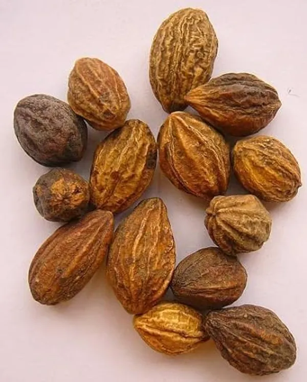 Haritaki_Live_Plant_kadukkai_podi_Terminalia_chebula_Air_Layered_Plant_Haritika,Haritaki,Myroblans,Terminalia_Chebula,_chebulic_Myrobalan_Kadukka