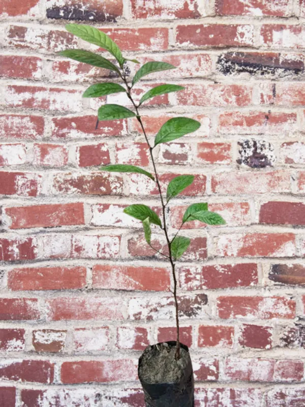 Haritaki_Live_Plant_kadukkai_podi_Terminalia_chebula_Air_Layered_Plant_Haritika,Haritaki,Myroblans,Terminalia_Chebula,_chebulic_Myrobalan_Kadukka