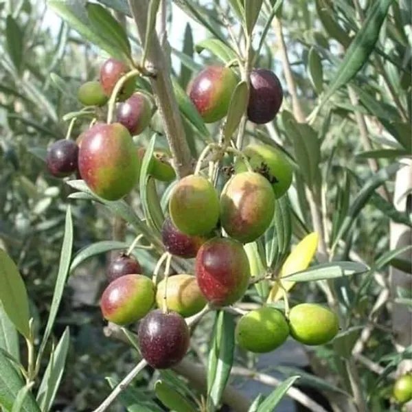 All_time_Sweet_Olive_Plant_Thai_variety_Olive_Live_Fruit_Plant_&_Tree_(1.5-3.5_Ft_Hight)_For_Home_Gardening_(Hybrid,_Pack_Of_1)
