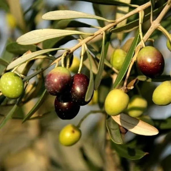 All_time_Sweet_Olive_Plant_Thai_variety_Olive_Live_Fruit_Plant_&_Tree_(1.5-3.5_Ft_Hight)_For_Home_Gardening_(Hybrid,_Pack_Of_1)