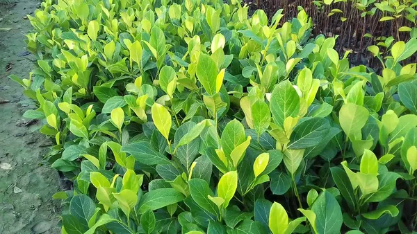 Indian_12_Month_Hybrid_Jackfruit_Live_Fruit_Plant_&_Tree_(1.5-2_Ft_Hight)_All_Time_Jackfruit_Grafted_Plant_For_Home_Gardening_(Pack_Of_1)