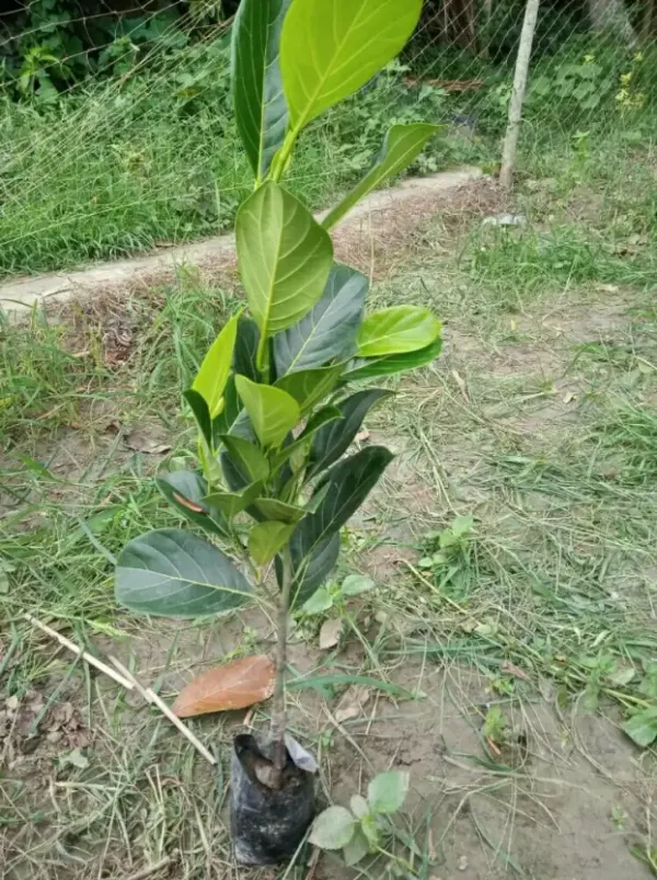 Indian_12_Month_Hybrid_Jackfruit_Live_Fruit_Plant_&_Tree_(1.5-2_Ft_Hight)_All_Time_Jackfruit_Grafted_Plant_For_Home_Gardening_(Pack_Of_1)