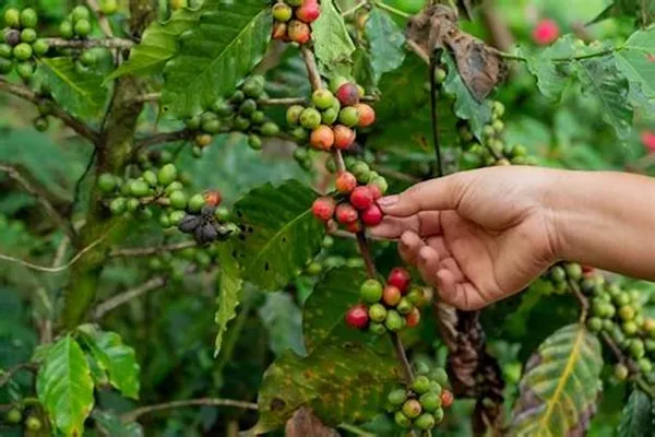 Brazilian_Hybrid_Coffee_Fruit_Plant