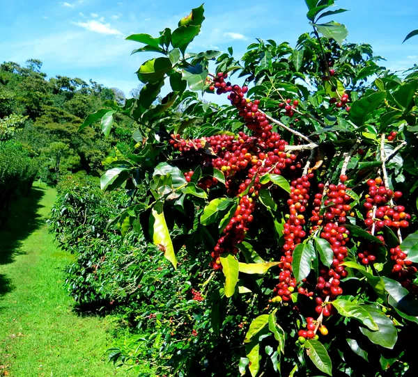 Brazilian_Hybrid_Coffee_Fruit_Plant