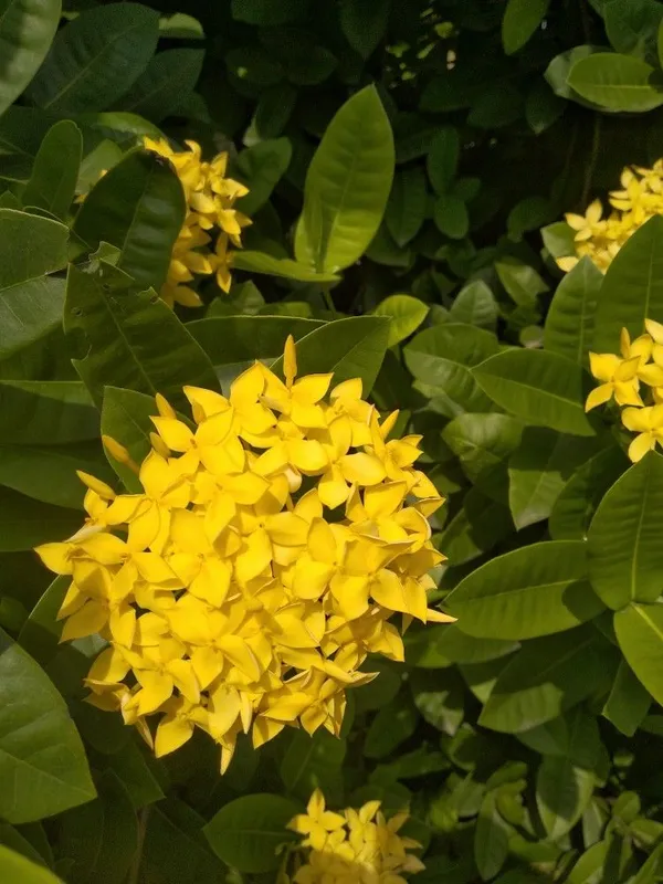 Ixora_Yellow_Flower_Plant