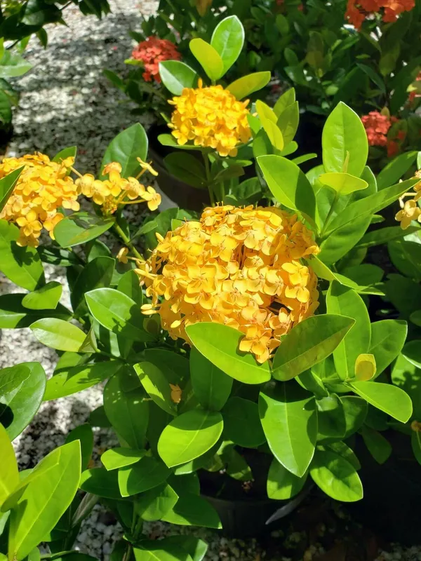 Ixora_Yellow_Flower_Plant