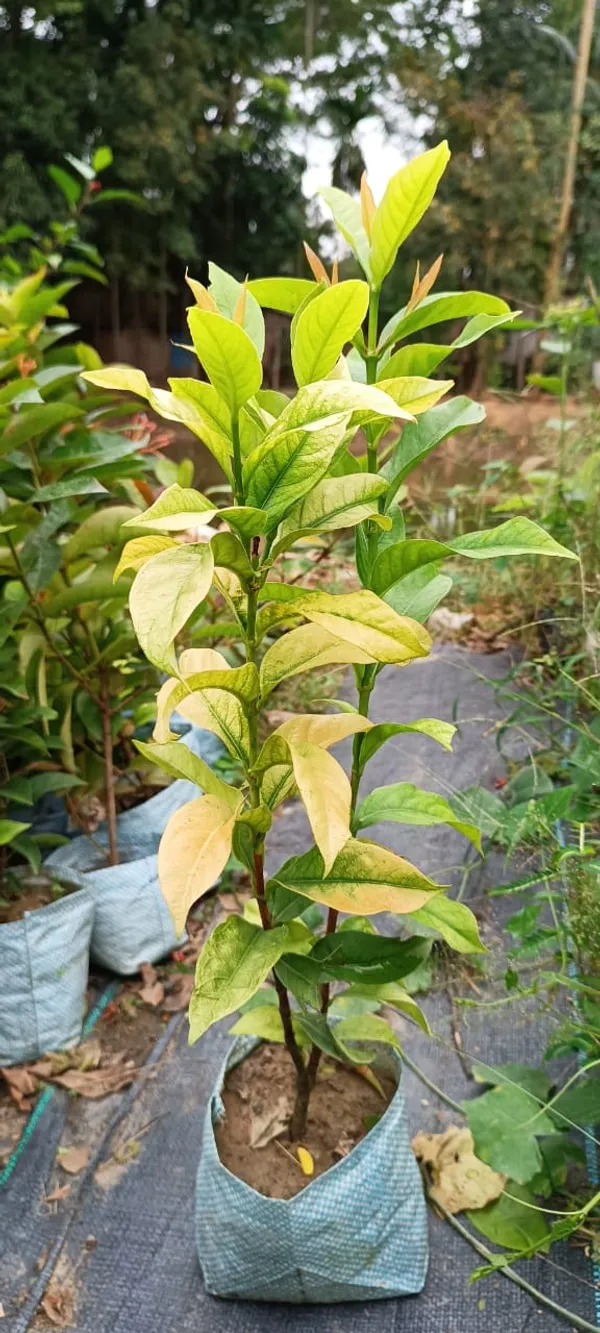 Ixora_Yellow_Flower_Plant