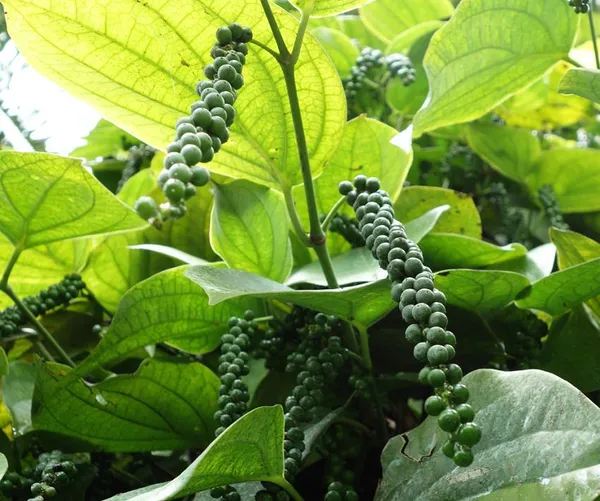 Black_Pepper/Piper_Nigrum/Gol_Mirch/Kali_Mirch/Healthy_Live_Spices_Plant_(1.5-3.5_Ft_Hight)_For_Home_Gardening_Black_Paper_Hybrid_Spice_Plant_(Pack_Of_1