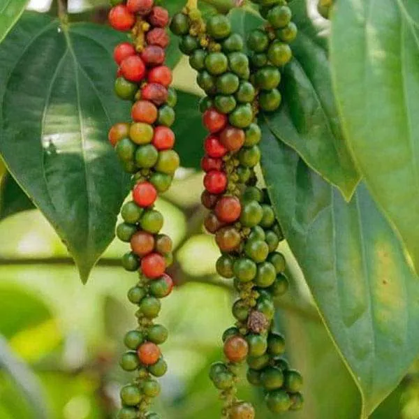 Black_Pepper/Piper_Nigrum/Gol_Mirch/Kali_Mirch/Healthy_Live_Spices_Plant_(1.5-3.5_Ft_Hight)_For_Home_Gardening_Black_Paper_Hybrid_Spice_Plant_(Pack_Of_1