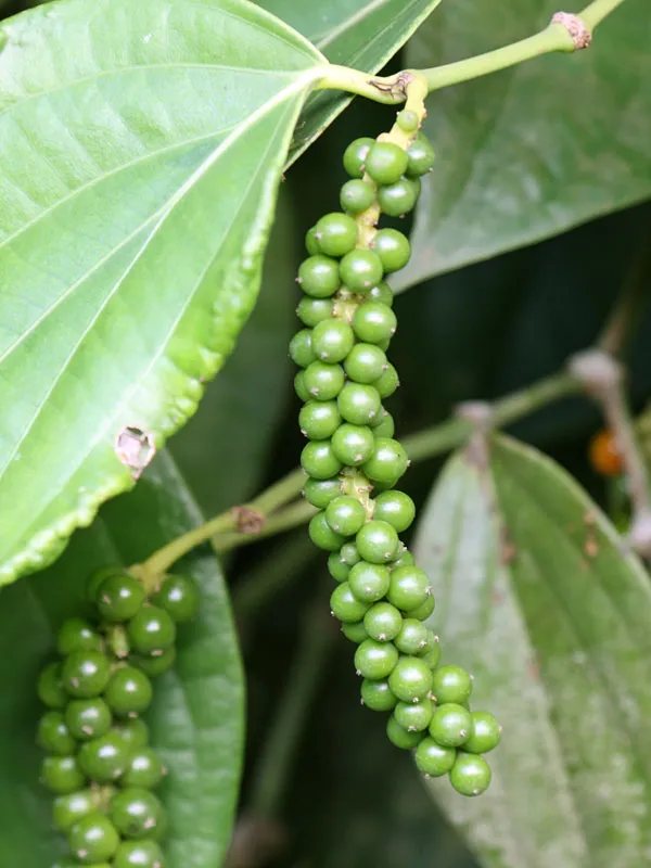 Black_Pepper/Piper_Nigrum/Gol_Mirch/Kali_Mirch/Healthy_Live_Spices_Plant_(1.5-3.5_Ft_Hight)_For_Home_Gardening_Black_Paper_Hybrid_Spice_Plant_(Pack_Of_1