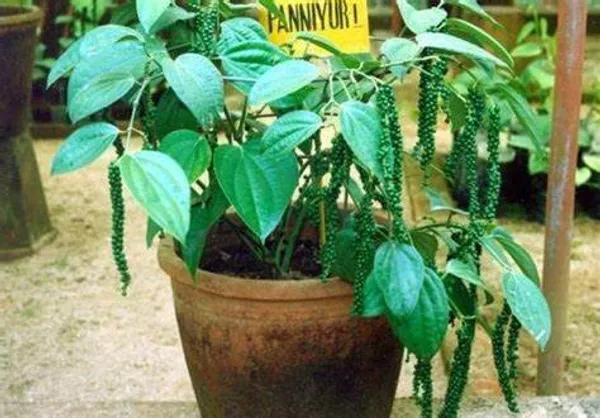 Black_Pepper/Piper_Nigrum/Gol_Mirch/Kali_Mirch/Healthy_Live_Spices_Plant_(1.5-3.5_Ft_Hight)_For_Home_Gardening_Black_Paper_Hybrid_Spice_Plant_(Pack_Of_1