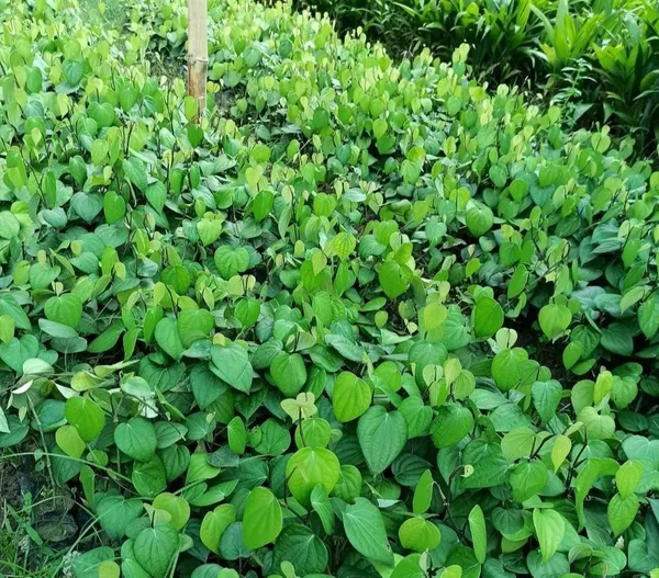 Black_Pepper/Piper_Nigrum/Gol_Mirch/Kali_Mirch/Healthy_Live_Spices_Plant_(1.5-3.5_Ft_Hight)_For_Home_Gardening_Black_Paper_Hybrid_Spice_Plant_(Pack_Of_1