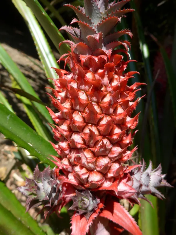 Red_Pineapple_/Ananas_Fruit_Plant_Hybrid,