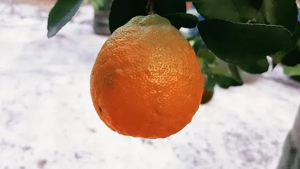 Darjeeling_Kamla_Orange_Plant_All_Time_Variety_Grafted_Fruit_Live_Plants_&_Tree1.5-2_Ft_Size_Healthy_Plant_In_Nursery_Grow_Bag