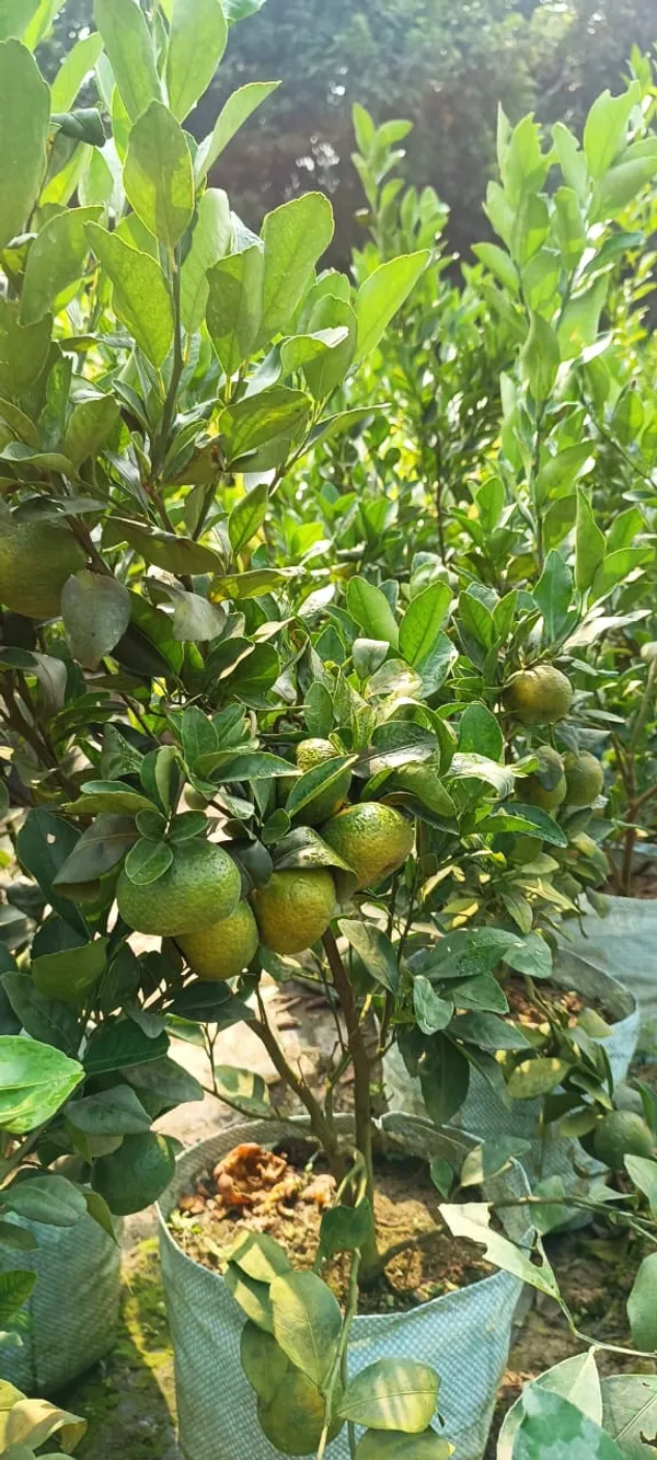 sleet_kamla_orange_plant_Grafted__Original_Verity_Hight_1.5-2.5_feet