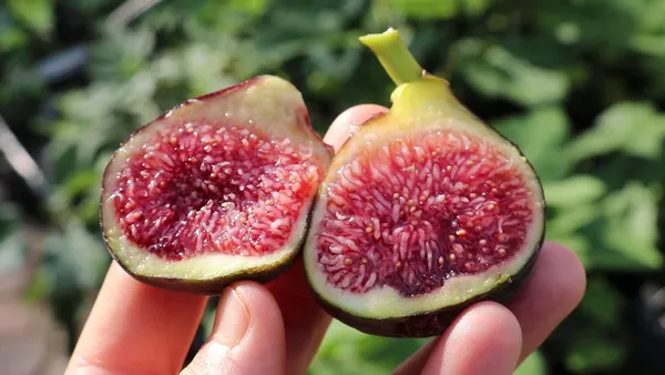 All_time_Hybrid_Fig_Plant