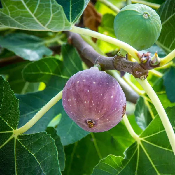 All_time_Hybrid_Fig_Plant
