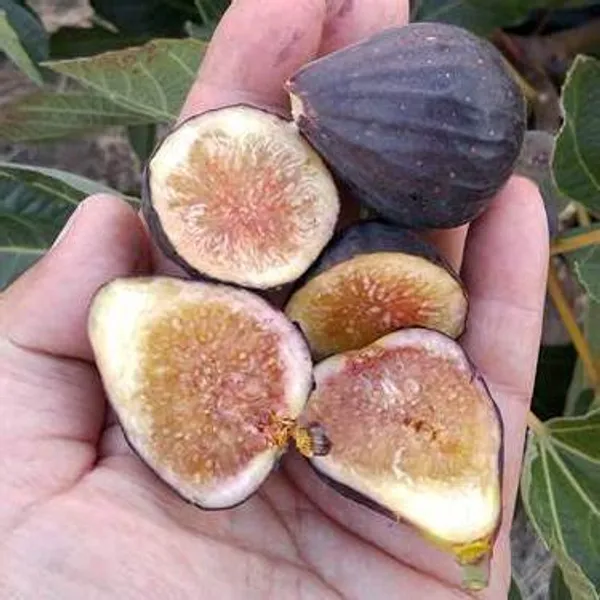All_time_Hybrid_Fig_Plant