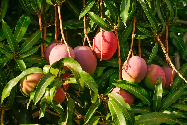 Thai_Sweet_Mango_Hybrid_Live_Fruit_Plant_Grafted,