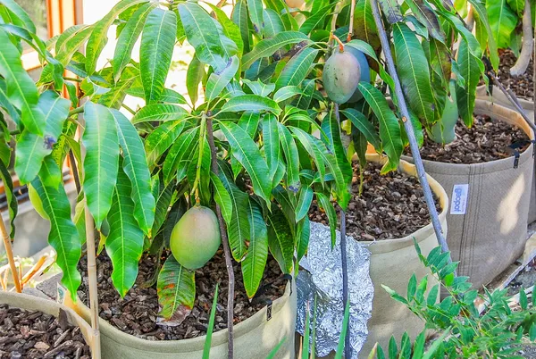 Thai_Sweet_Mango_Hybrid_Live_Fruit_Plant_Grafted,