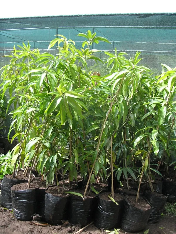 Thai_Sweet_Mango_Hybrid_Live_Fruit_Plant_Grafted,