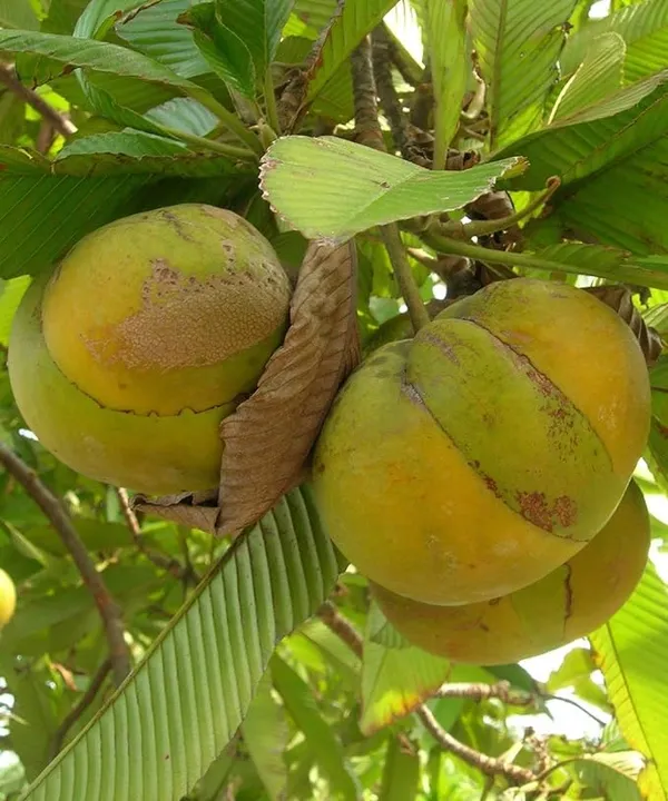 All_Time_Elephant_Apple/Chalta_Grafted_Live_Fruit_Plant_Hybrid,