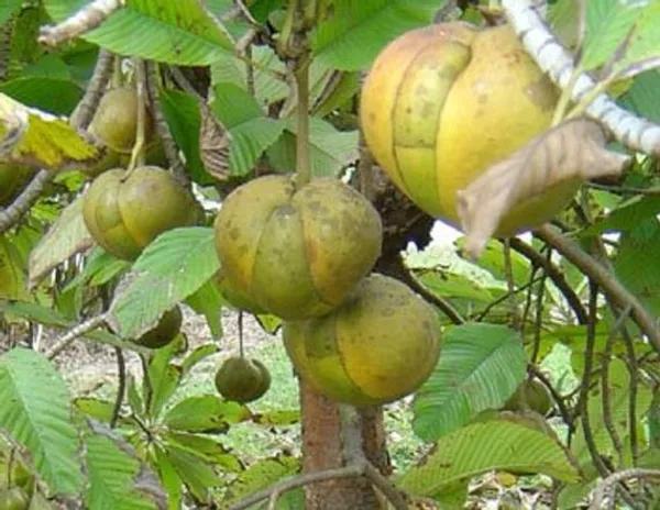 All_Time_Elephant_Apple/Chalta_Grafted_Live_Fruit_Plant_Hybrid,