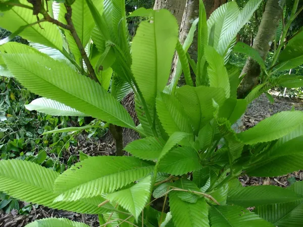 All_Time_Elephant_Apple/Chalta_Grafted_Live_Fruit_Plant_Hybrid,