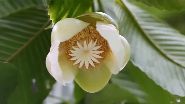 All_Time_Elephant_Apple/Chalta_Grafted_Live_Fruit_Plant_Hybrid,