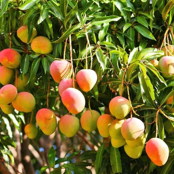 Alphonso_Grafted__Mango_Live_Fruit_Plant_Hybrid,
