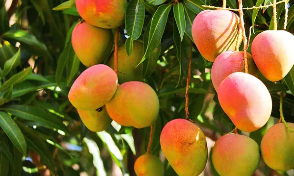 Alphonso_Grafted__Mango_Live_Fruit_Plant_Hybrid,