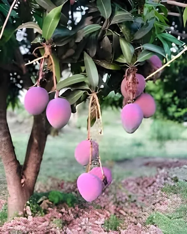 Australian_Red_Mango_Plant_Original_Australian_Variety_Grafted_Live_Plant_|_R2E2_Mango_Jumbo_Red_Fruit_Plant