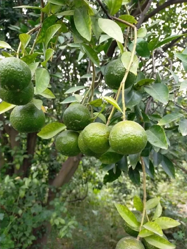 Thai_Hybrid_Malta_/Mousambi_Fruit_Plant