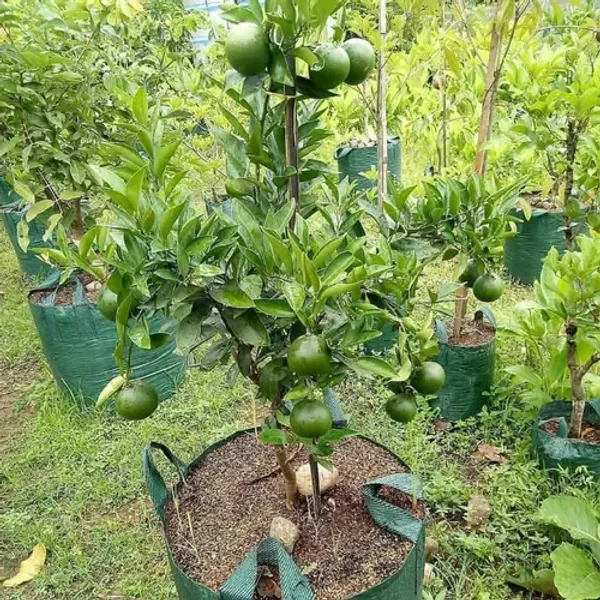 Thai_Hybrid_Malta_/Mousambi_Fruit_Plant