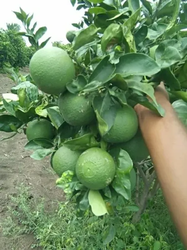 Thai_Hybrid_Malta_/Mousambi_Fruit_Plant
