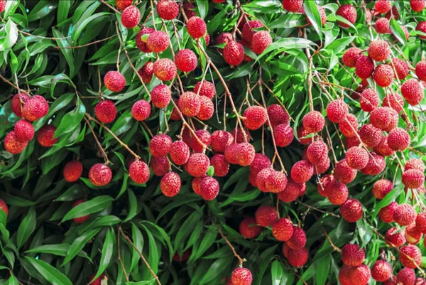 China3_Litchi__Plant_&_Tree_(1.5-3.5_Ft_Hight)_For_Home_Gardening_(Hybrid,_Pack_Of_1)