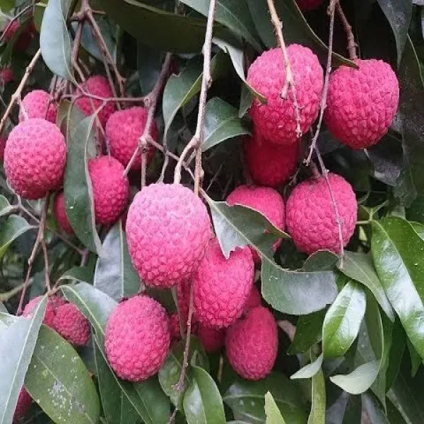 China3_Litchi__Plant_&_Tree_(1.5-3.5_Ft_Hight)_For_Home_Gardening_(Hybrid,_Pack_Of_1)