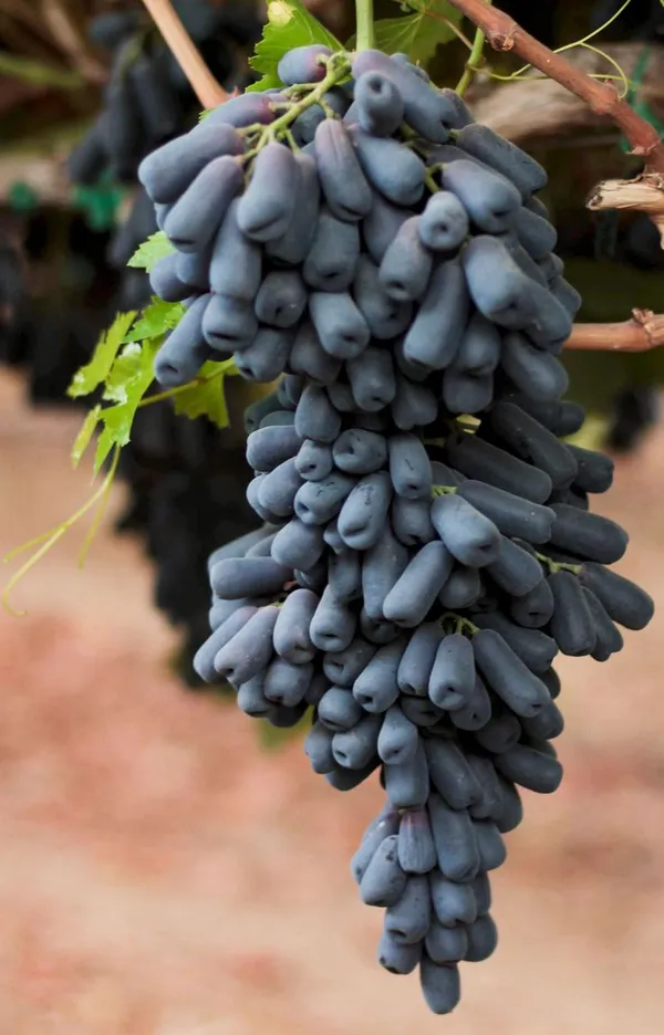 Moon_Drop_Seedless_Hybrid_Grapes_Fruit_Plant