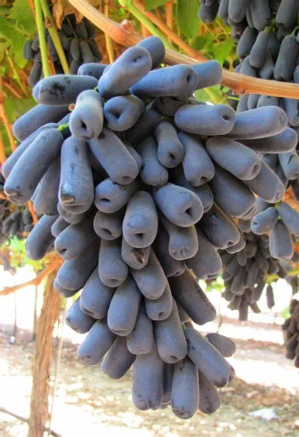 Moon_Drop_Seedless_Hybrid_Grapes_Fruit_Plant