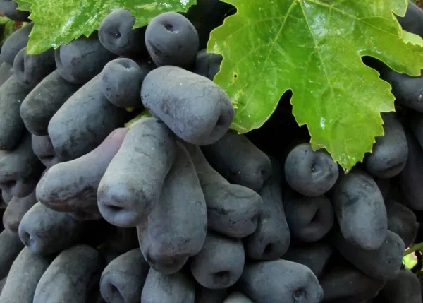 Moon_Drop_Seedless_Hybrid_Grapes_Fruit_Plant
