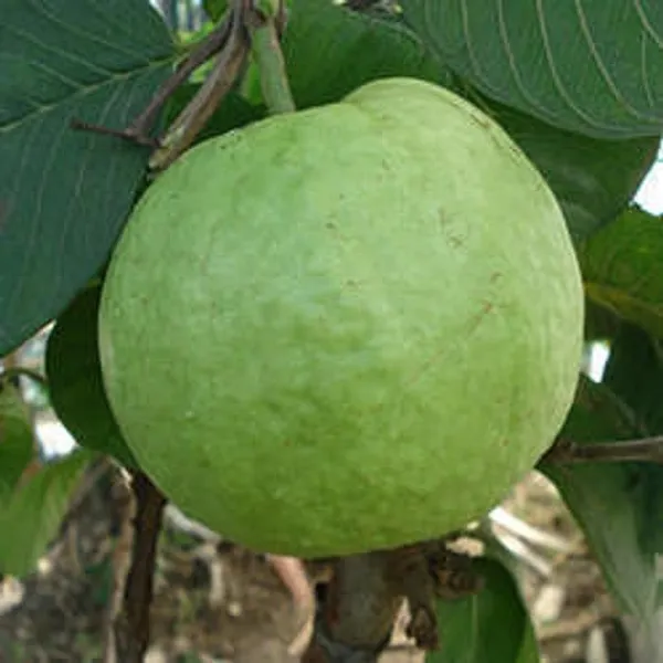 Allahabad_Safeda_Guava_Plant