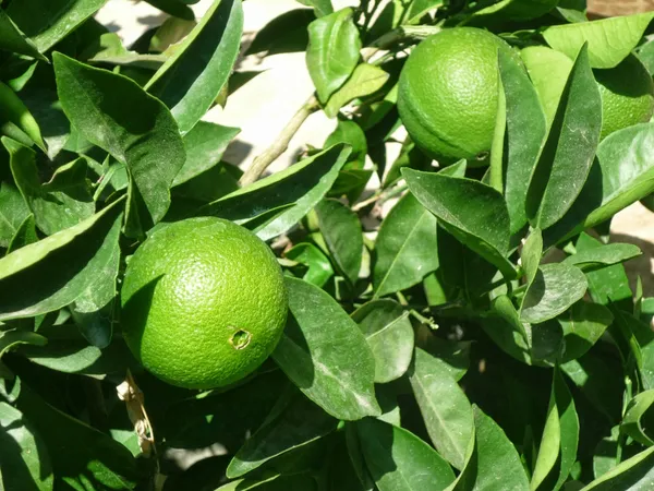 Thai_Hybrid_Kagaji_Lemon_Live_Fruit_Plant_&_Tree_(1.5-3.5_Ft_Hight)_For_Home_Gardening_(Pack_Of_1)